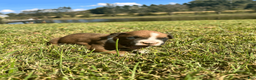 Boxer dogs for sale: AKC Boxer - Male 1 - Ad 3