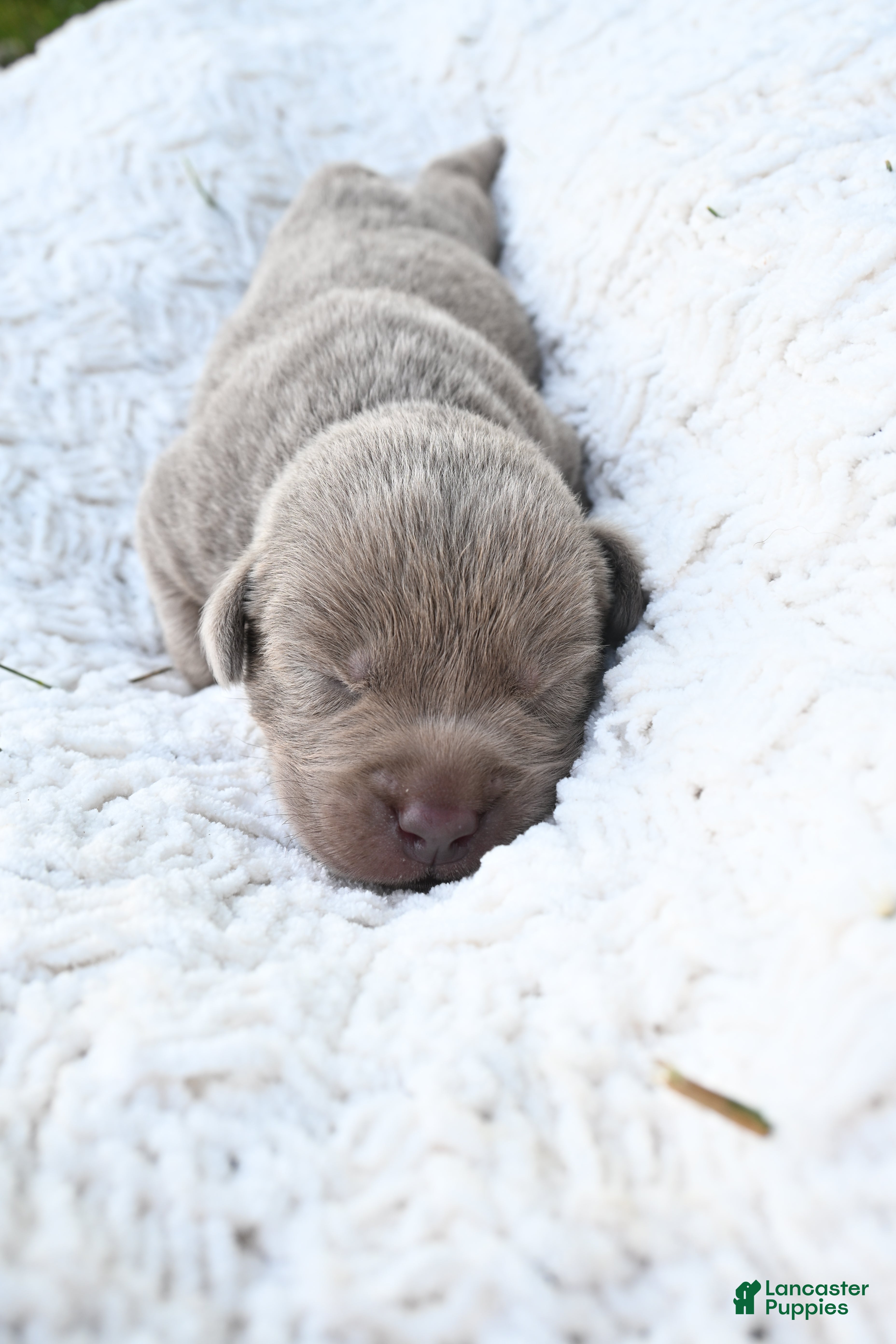 Labrador Retriever dogs Labrador Retriever 1 - Ad 1