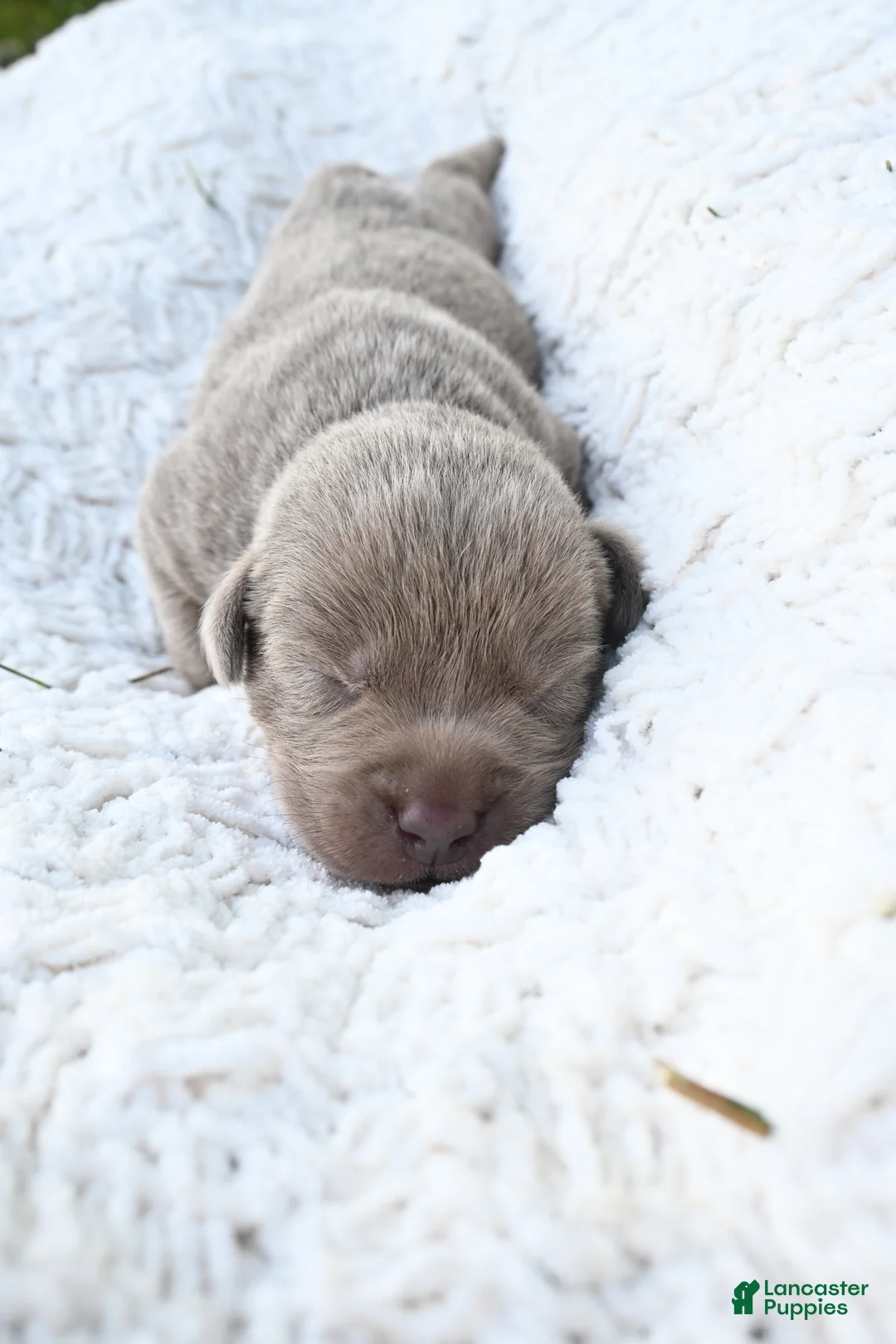 Labrador Retriever dogs for sale: Labrador Retriever 1 - Ad 1