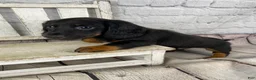 Miniature Dachshund dogs for sale: Bo - Ad 3