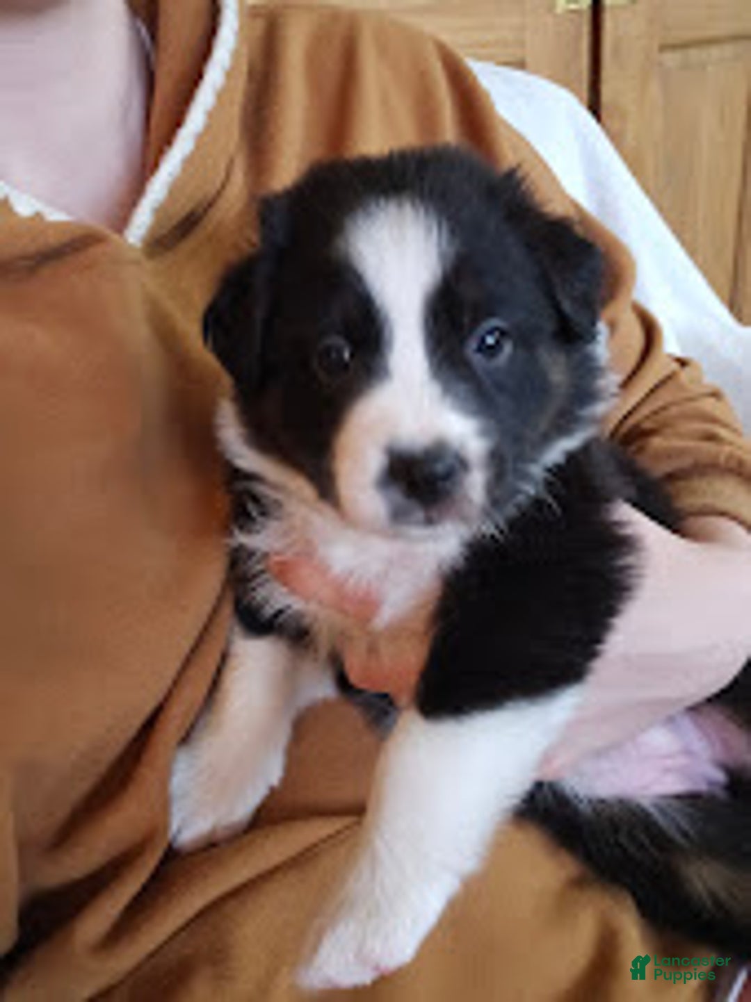 Australian Shepherd dogs for sale: Puzzle Piece - Ad 1