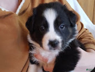 Australian Shepherd dogs Puzzle Piece - Ad 2