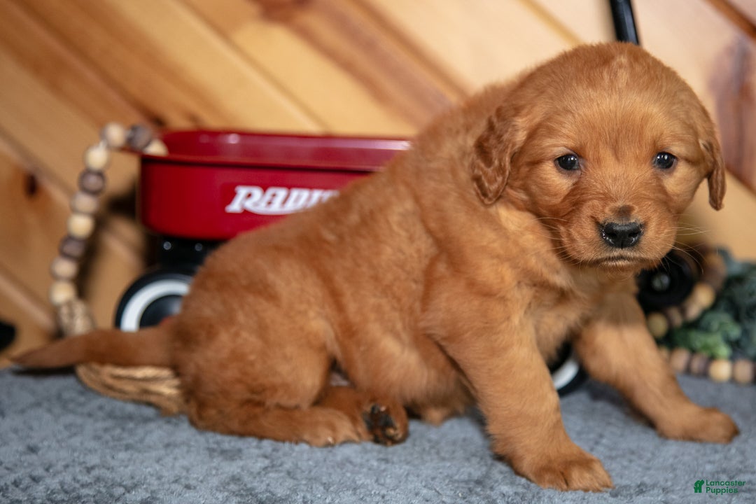 Golden Retriever dogs for sale: Millie - Ad 3