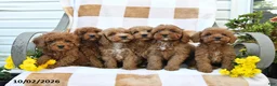 Cockapoo dogs for sale: Mason - Ad 5