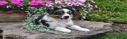 Australian Shepherd dogs for sale: Kate - Ad 4