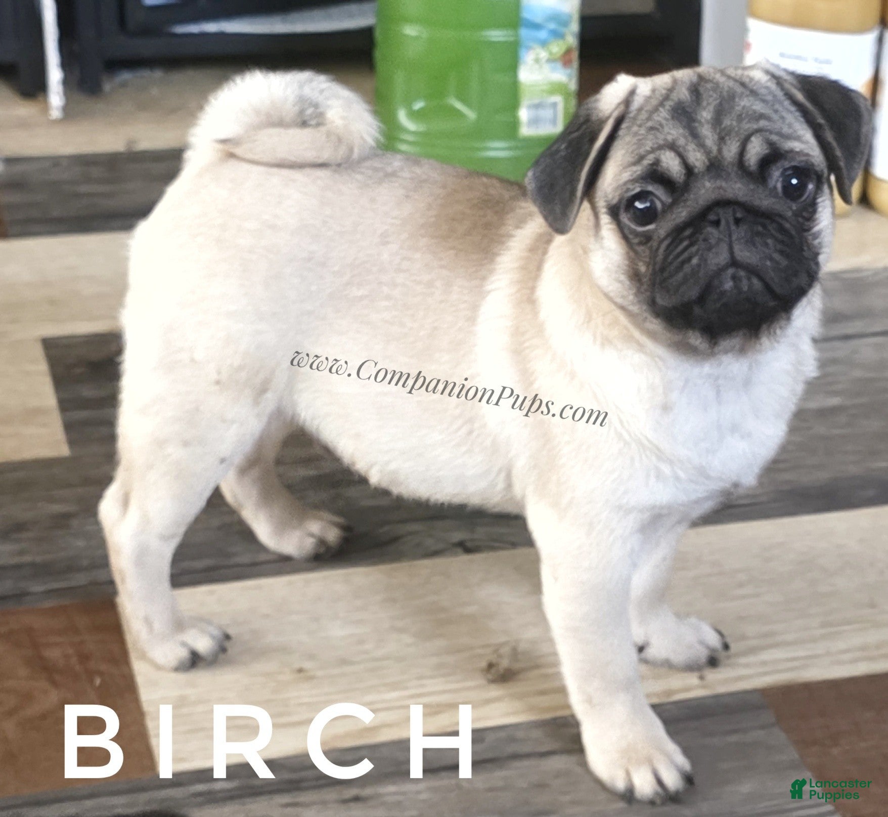 Pug dogs Charming Wrinkly Faced Dream Puppy - Skip Early Puppy Stage! - Ad 1