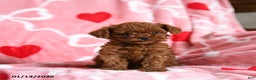 Toy Poodle dogs for sale: Tinker - Ad 5