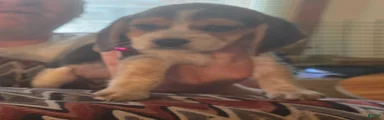 Beagle 7