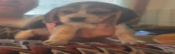 Beagle dogs for sale: Beagle 7 - Ad 1