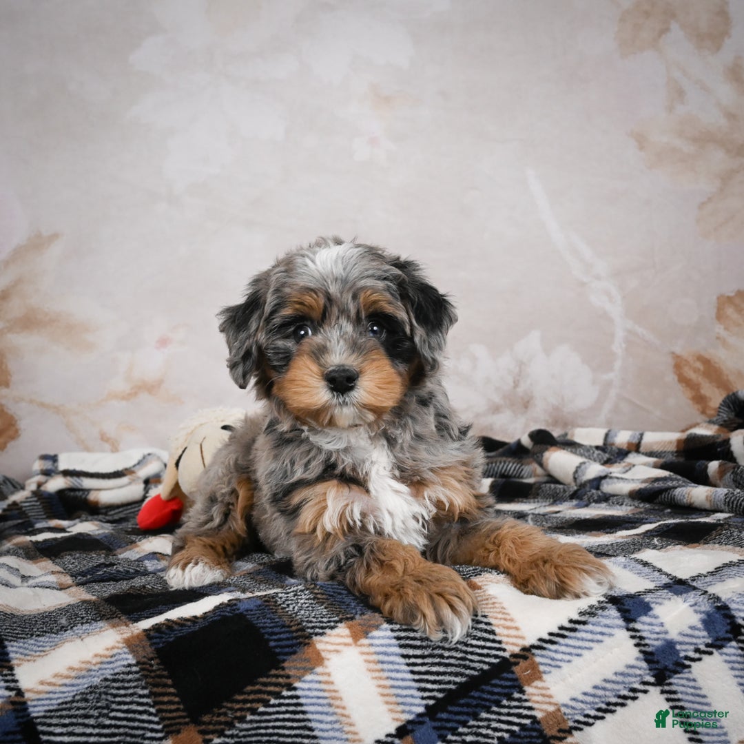 Bernedoodle dogs for sale: Gigi - Ad 8