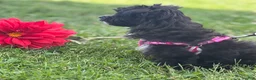 Morkie dogs for sale: Zoey - Ad 3