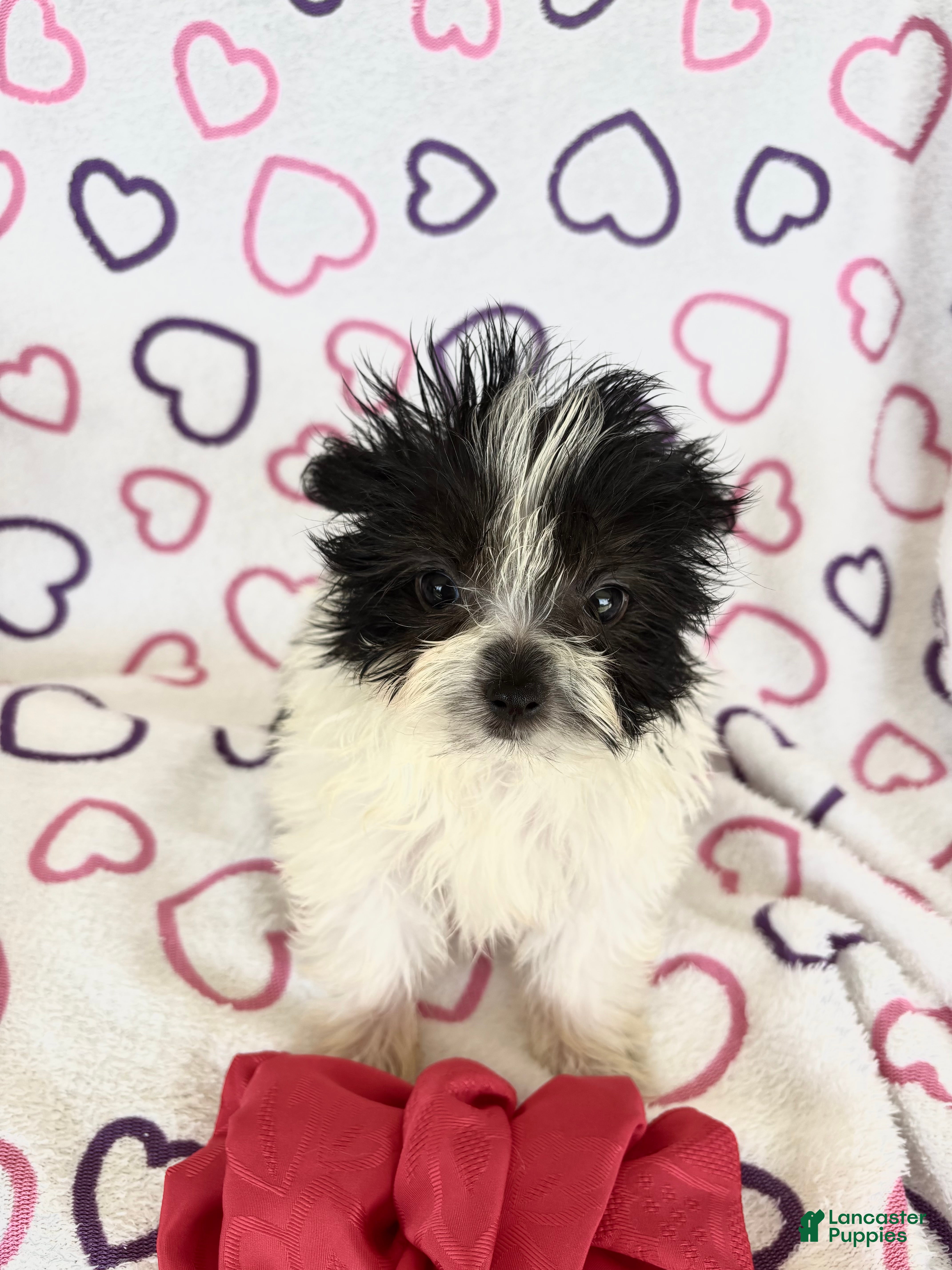 Maltipom dogs Maltipom 2 - Ad 3