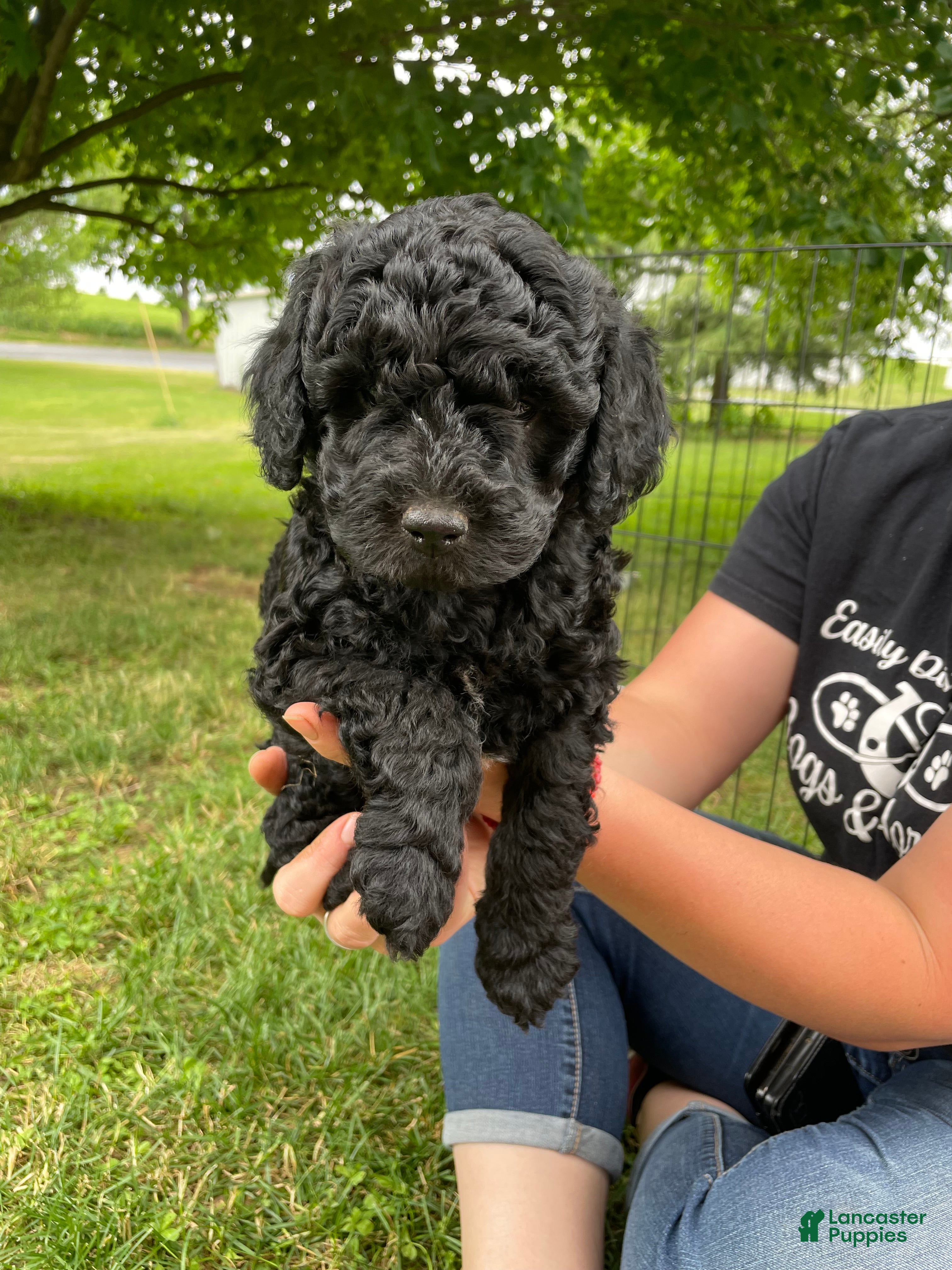 Miniature Poodle dogs Wooton - Ad 1