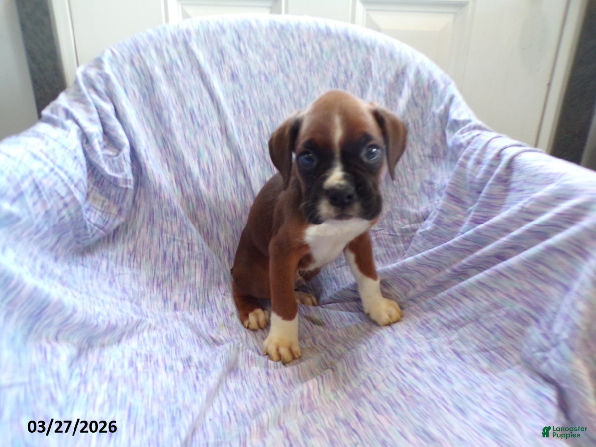 Boxer dogs Oscar - Ad 2
