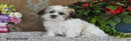 Teddy Bear dogs for sale: Otis - Ad 5