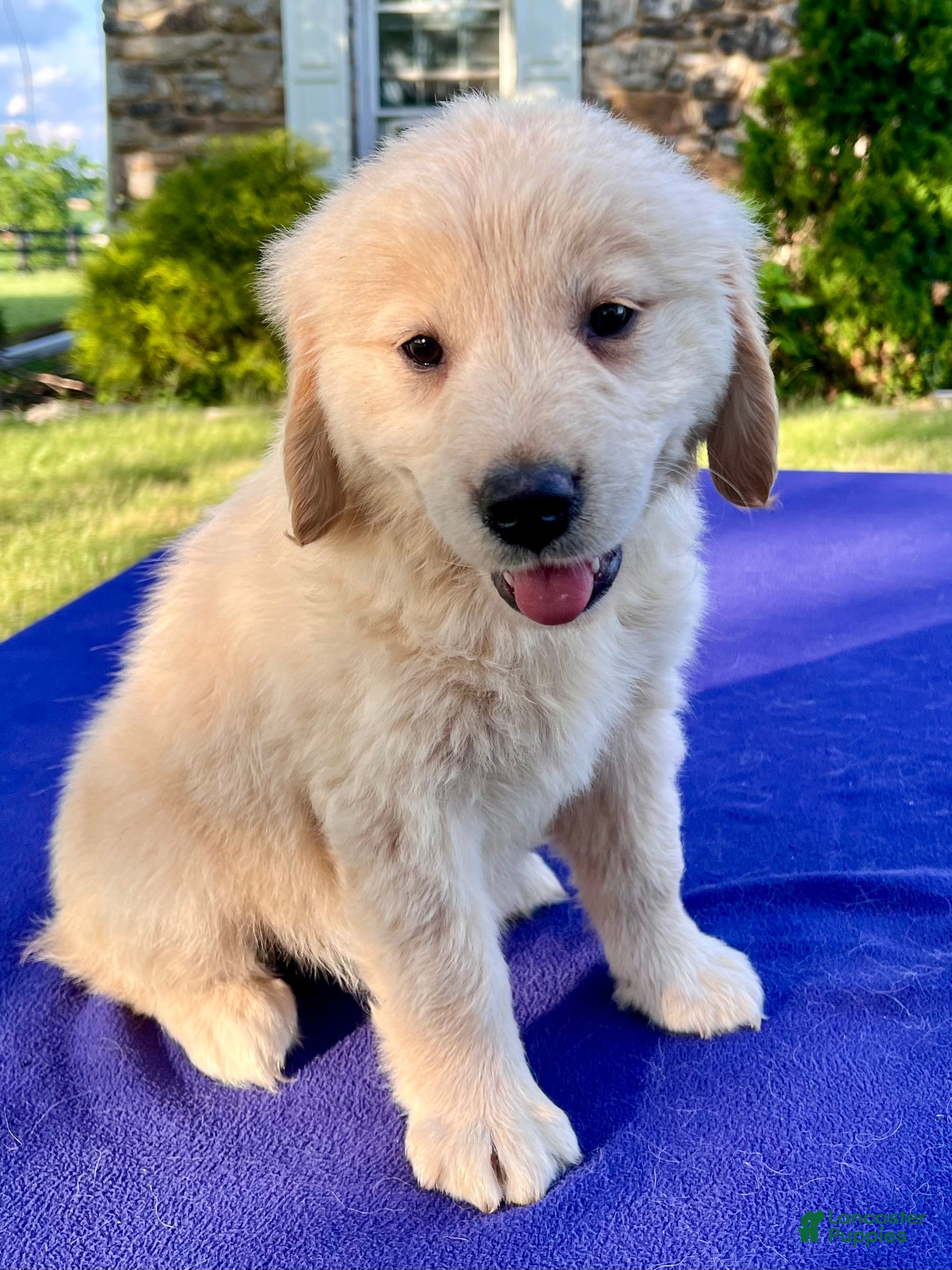 Golden Retriever dogs Candie - Ad 2