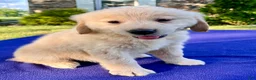 Golden Retriever dogs for sale: Candie - Ad 2