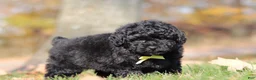 Miniature Poodle dogs for sale: Carter (AKC) - Ad 5