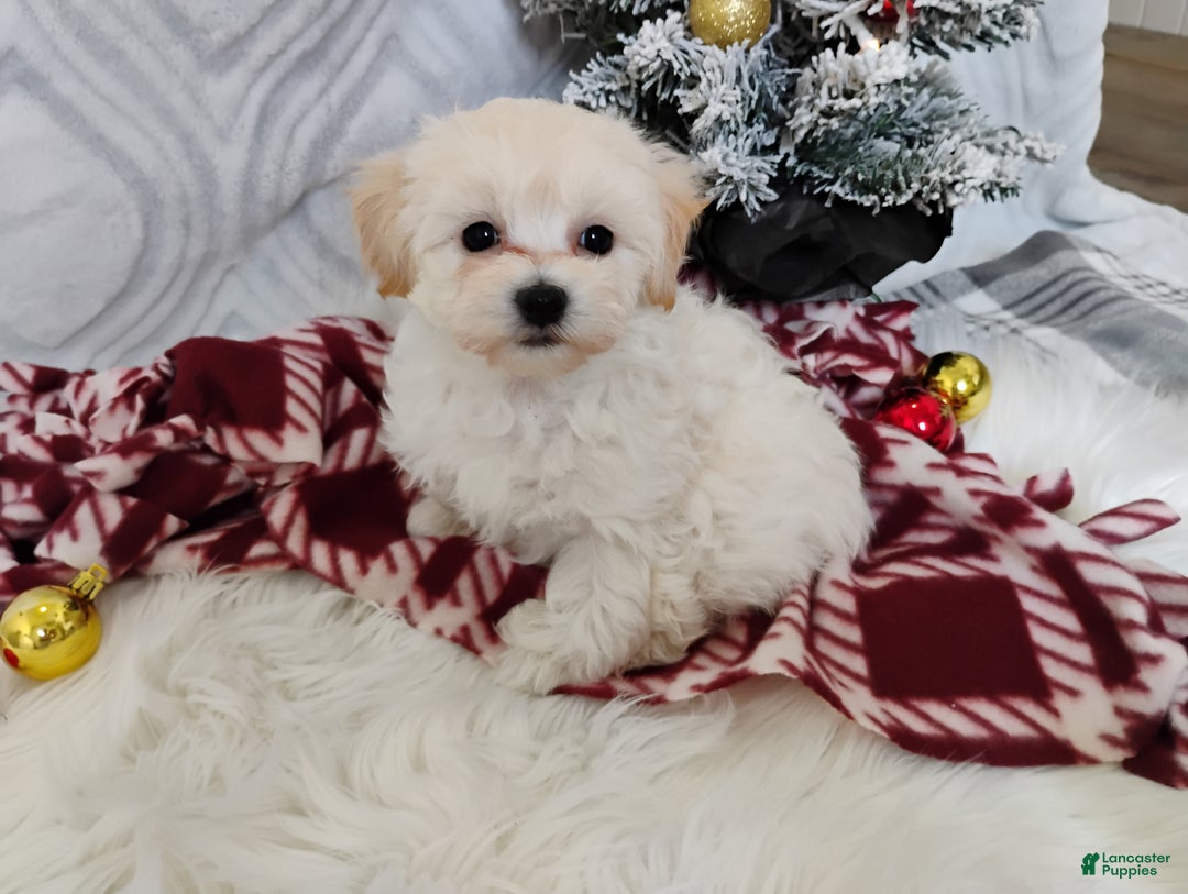 Mixed Breed dogs for sale: Brynn - Ad 7
