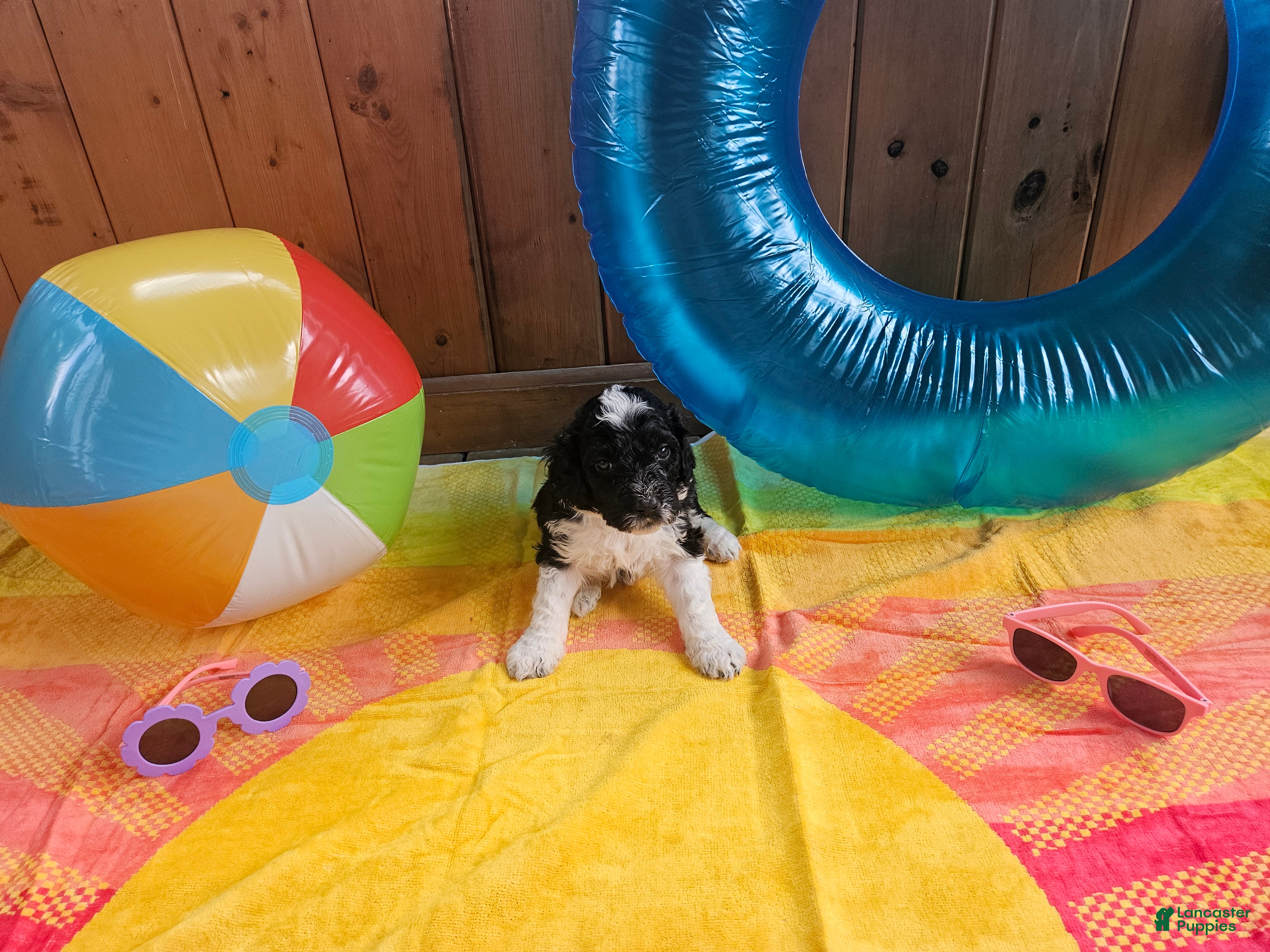 Portuguese Water Dog dogs Bo - Ad 19
