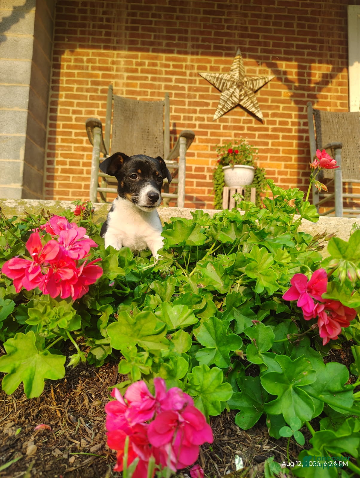 Jack Russell Terrier dogs Rosa - Ad 1