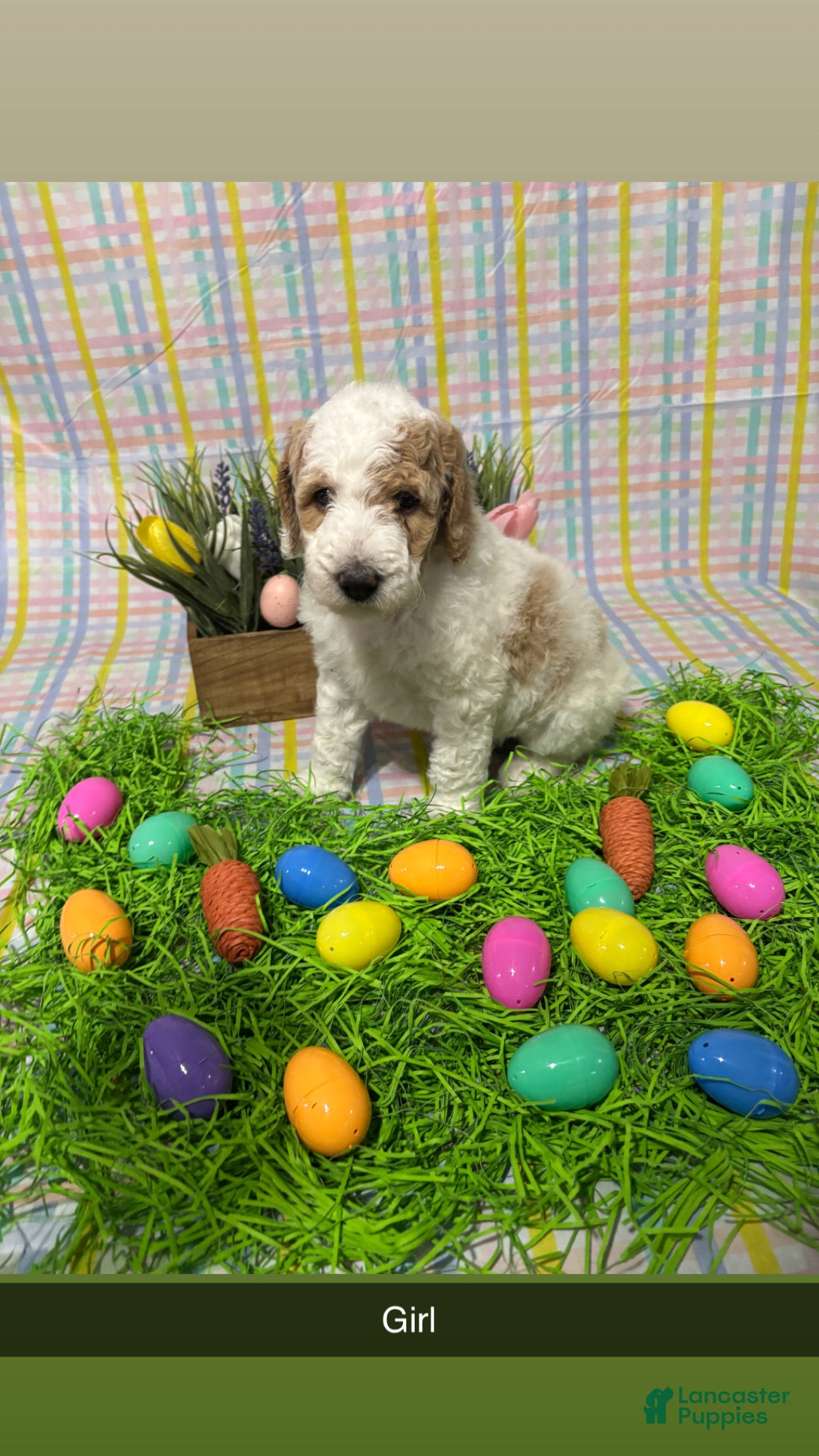 Standard Poodle dogs Ria - Ad 1