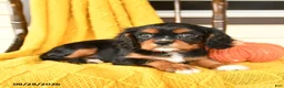 Cavalier King Charles Spaniel dogs for sale: Posy - Ad 4