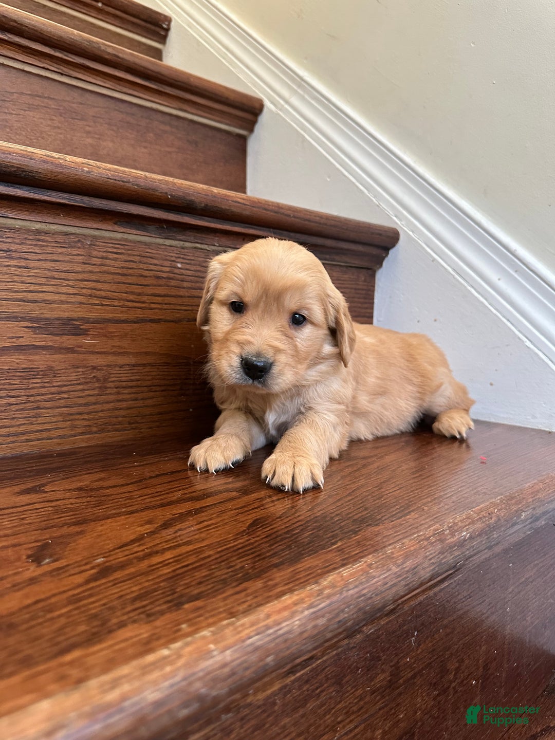 Golden Retriever dogs for sale: Nova - Ad 5