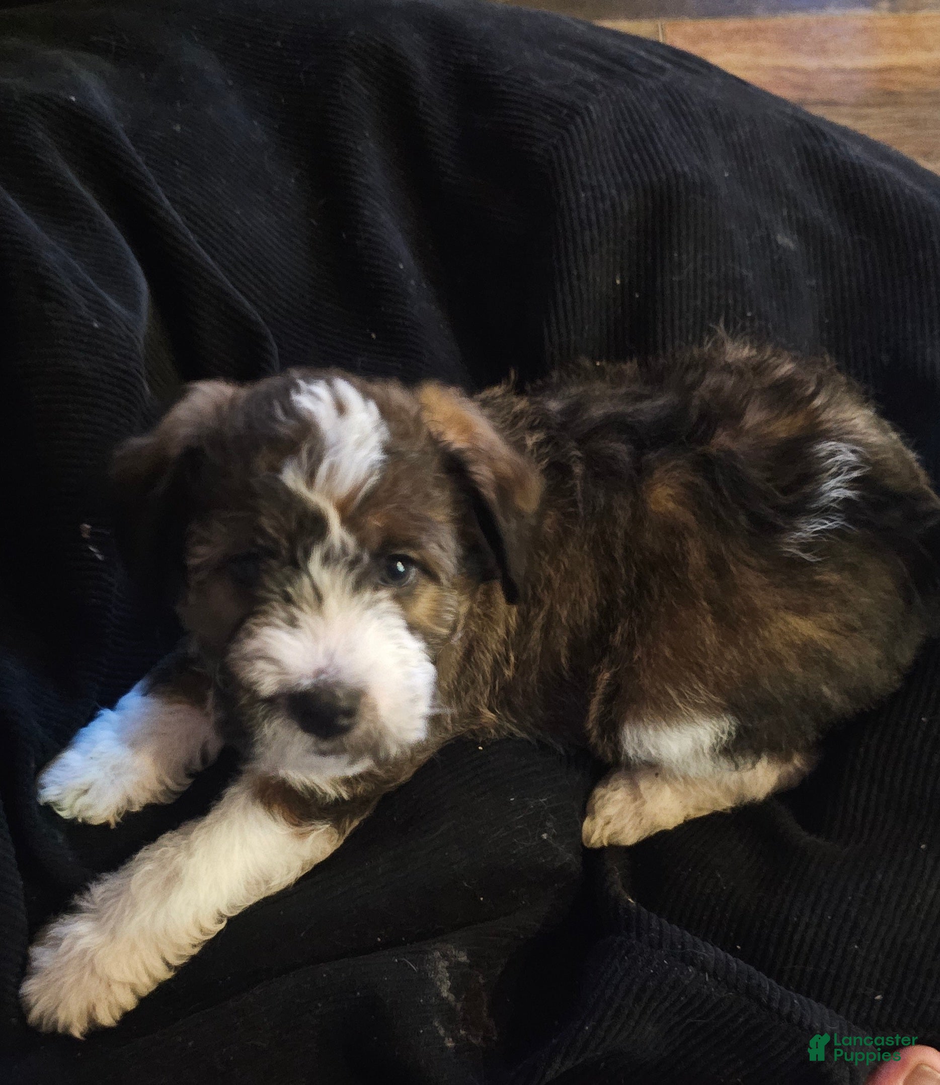 Mixed Breed dogs Nancy girl - Ad 14