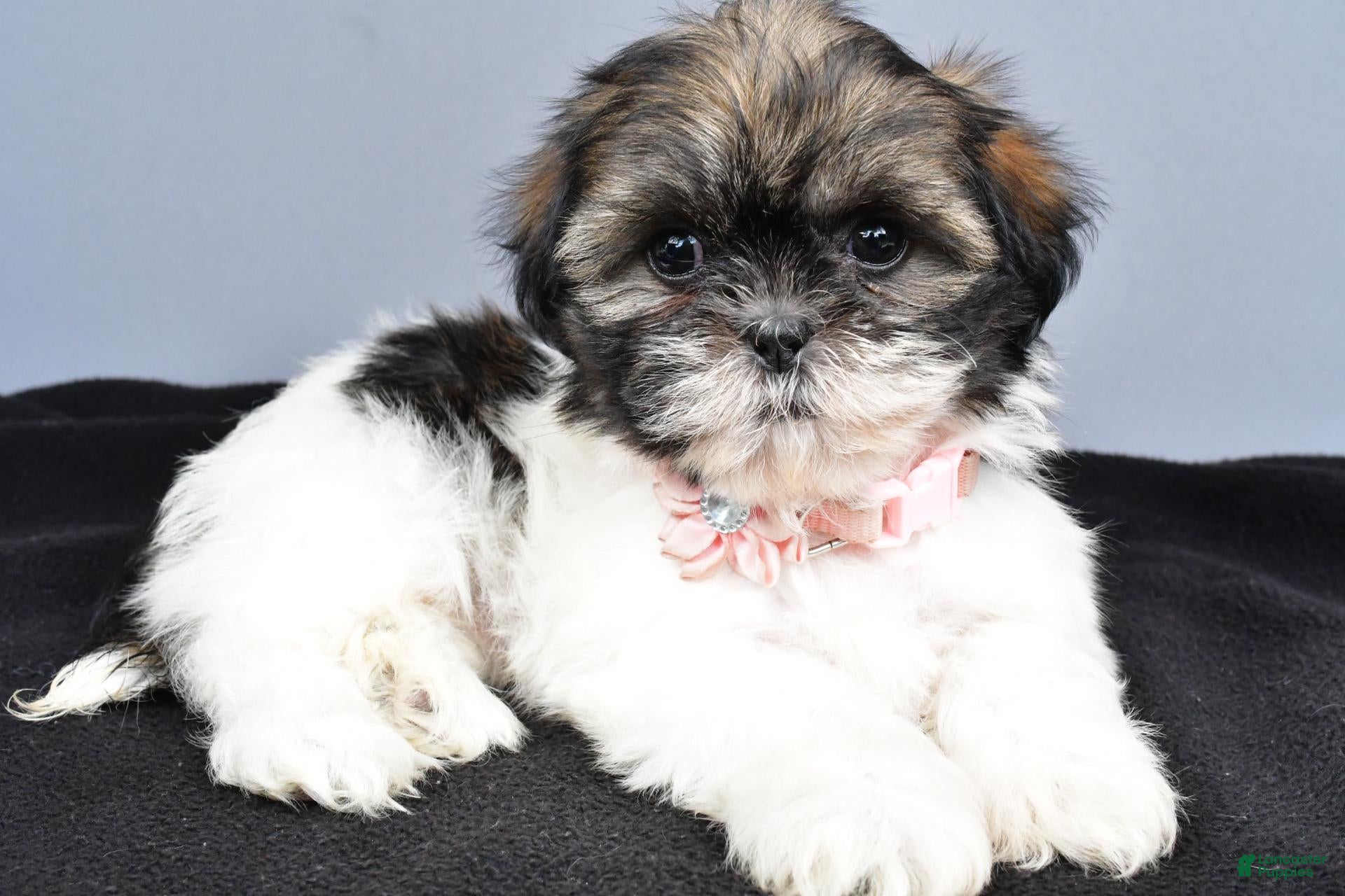 Shih Tzu dogs Honey - Ad 1
