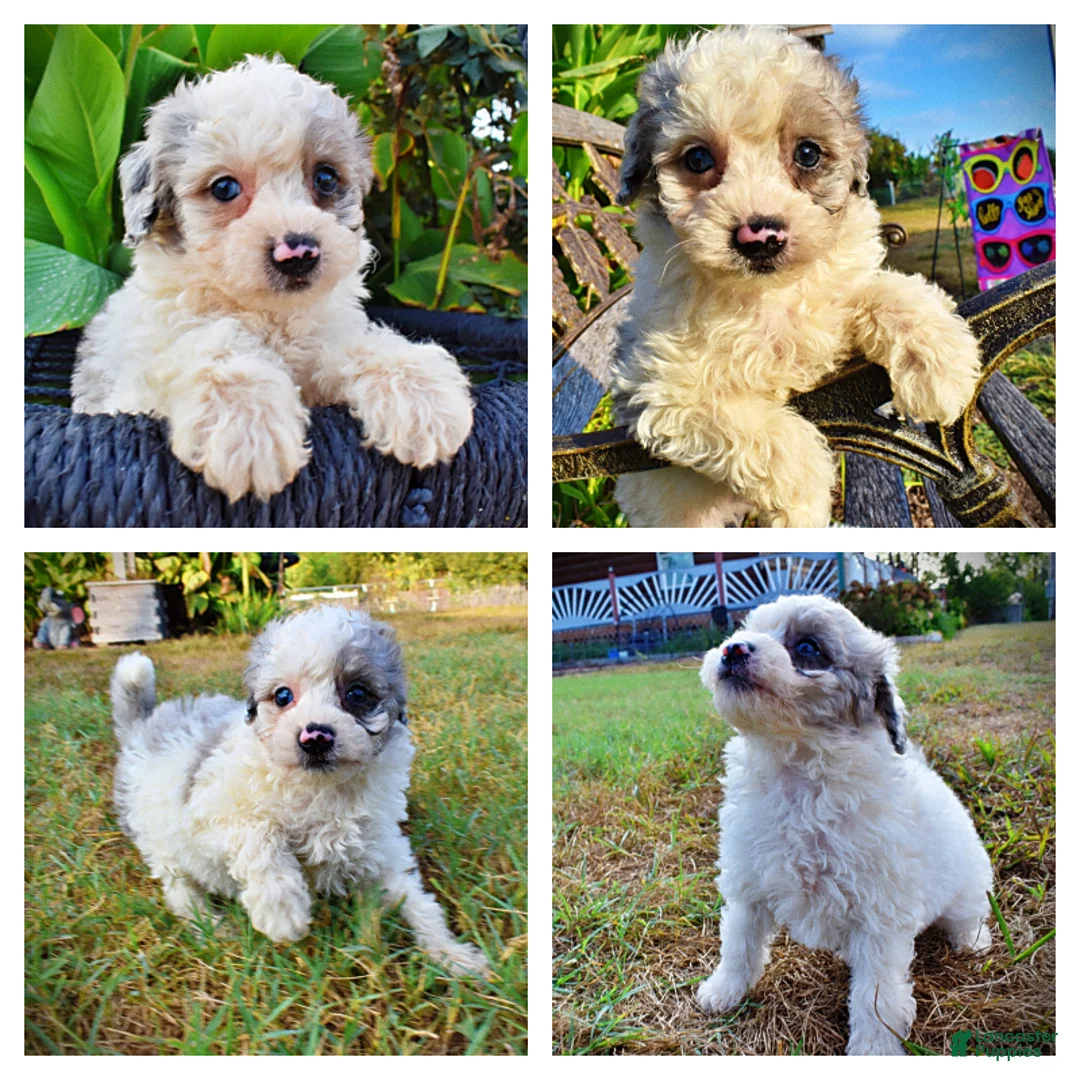 Havapoo dogs for sale: Milo-Sale!!! - Ad 1