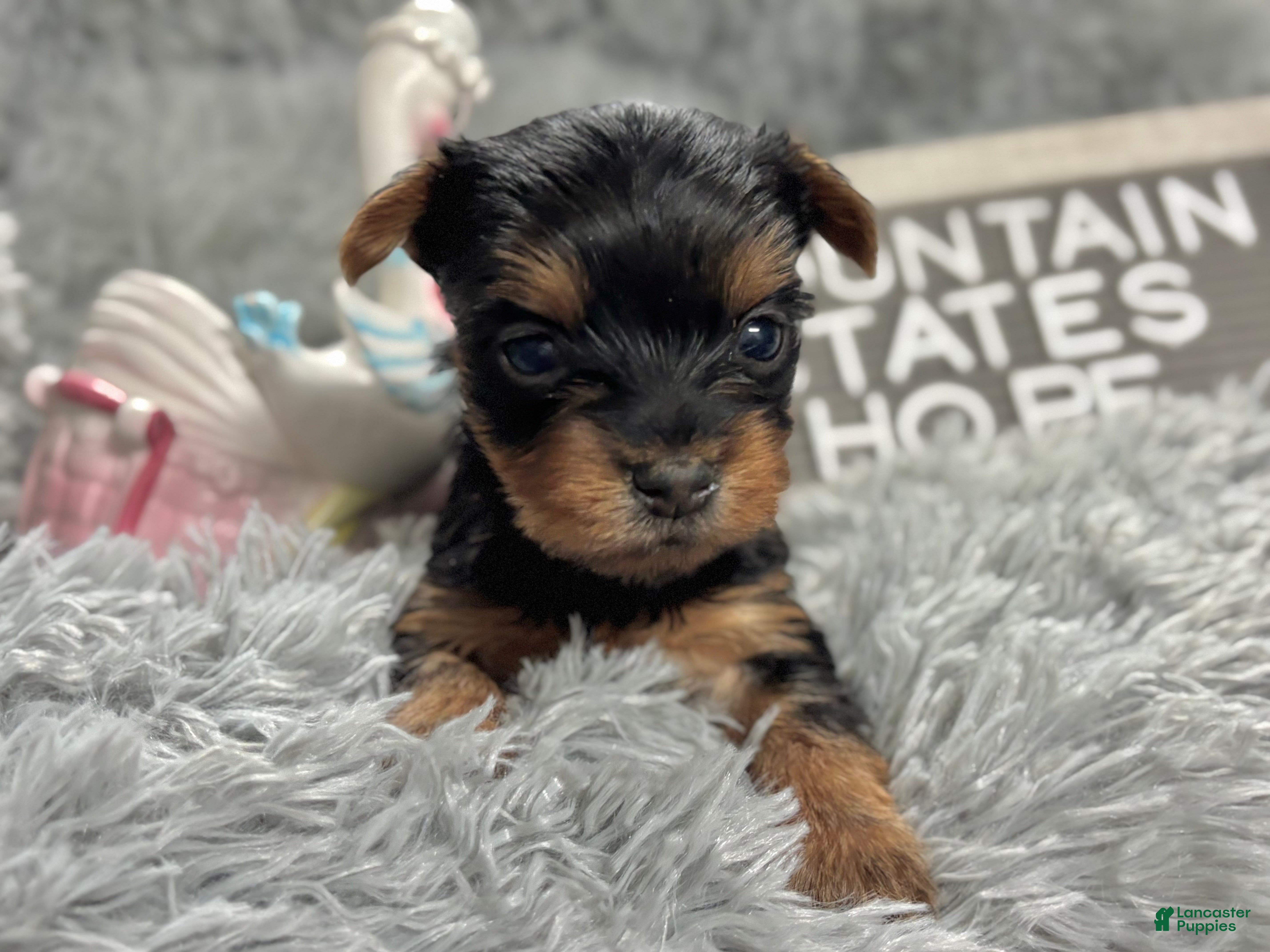 Yorkshire Terrier dogs Yorkshire Terrier Puppy 3 - Ad 30