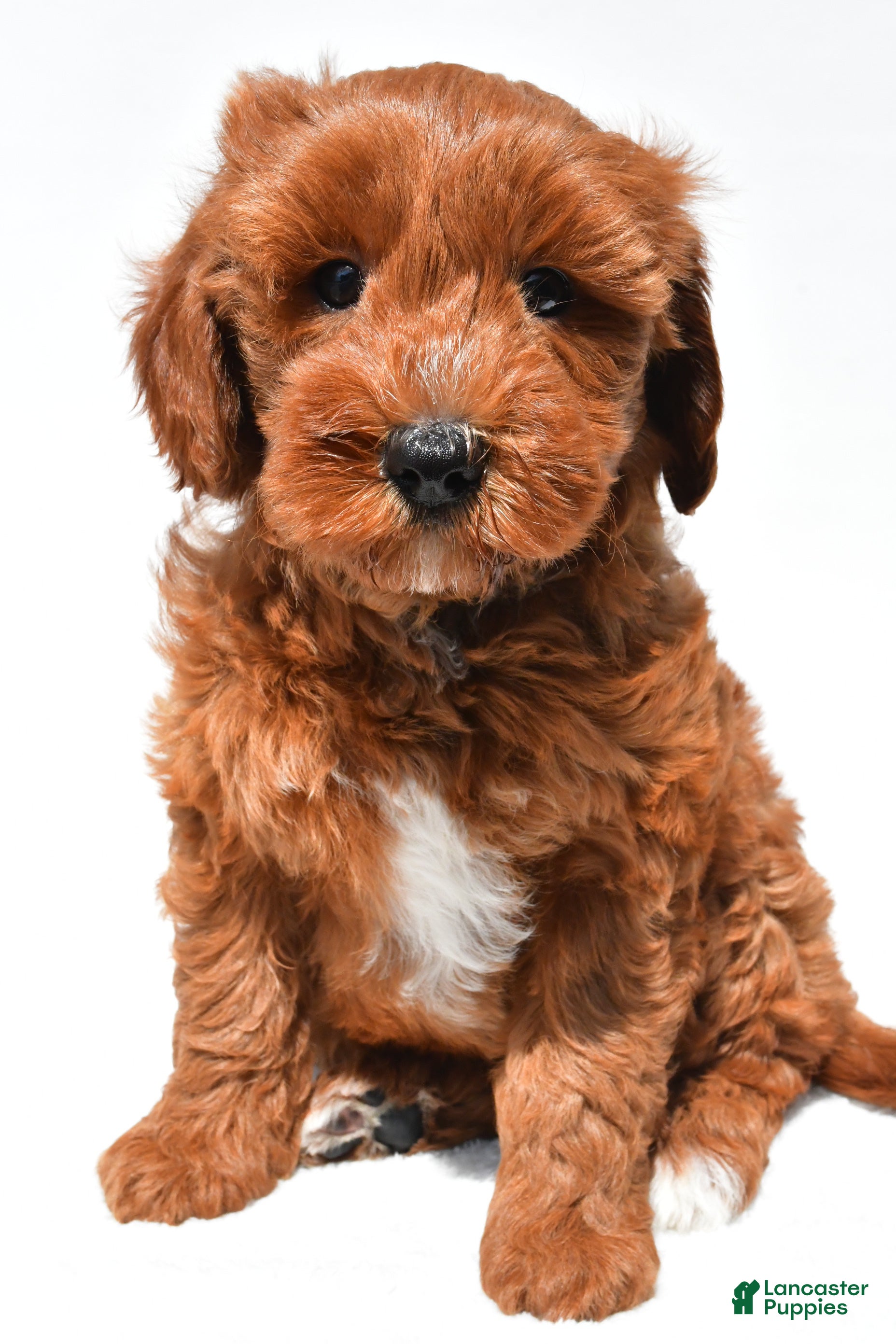 Mini Goldendoodle dogs Austin - Ad 1