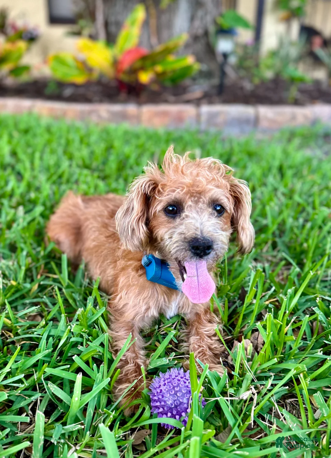 Chipoo dogs for sale: Poppy - Ad 7