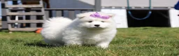Samoyed dogs for sale: Aurora - Ad 13