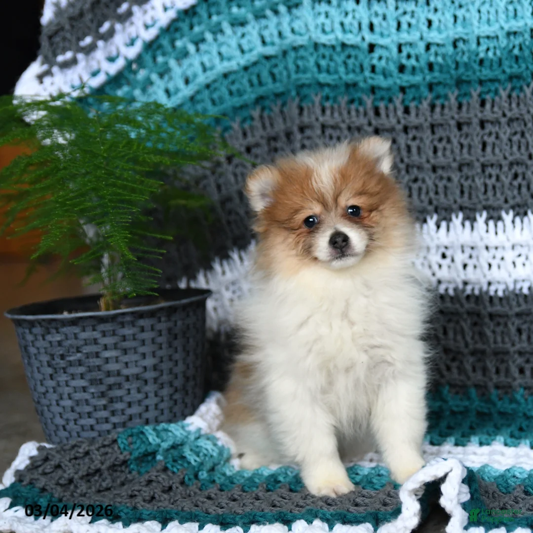 Pomeranian dogs for sale: Ruby - Ad 3