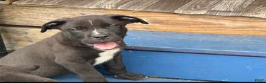 Cane Corso 1