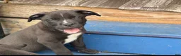 Cane Corso dogs for sale: Cane Corso 1 - Ad 1