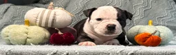 American Bully dogs for sale: Black Ticked Trindle 1  - Ad 6