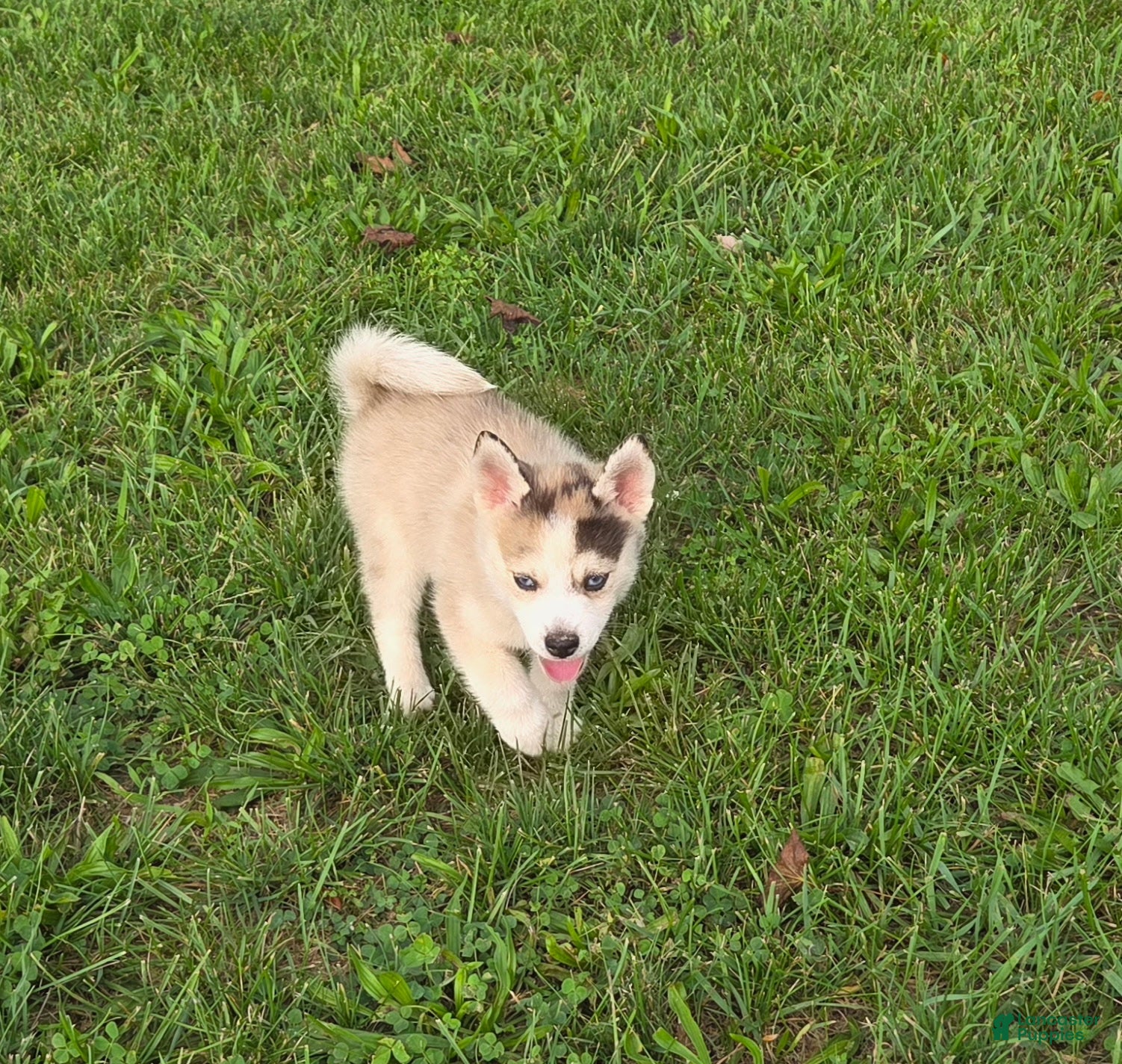 Pomsky dogs Peanut  - Ad 2