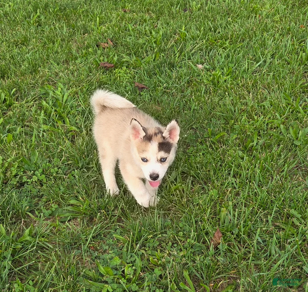 Pomsky dogs for sale: Peanut  - Ad 2