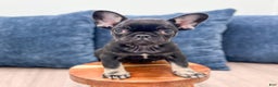 French Bulldog dogs for sale: Bella - Ad 2