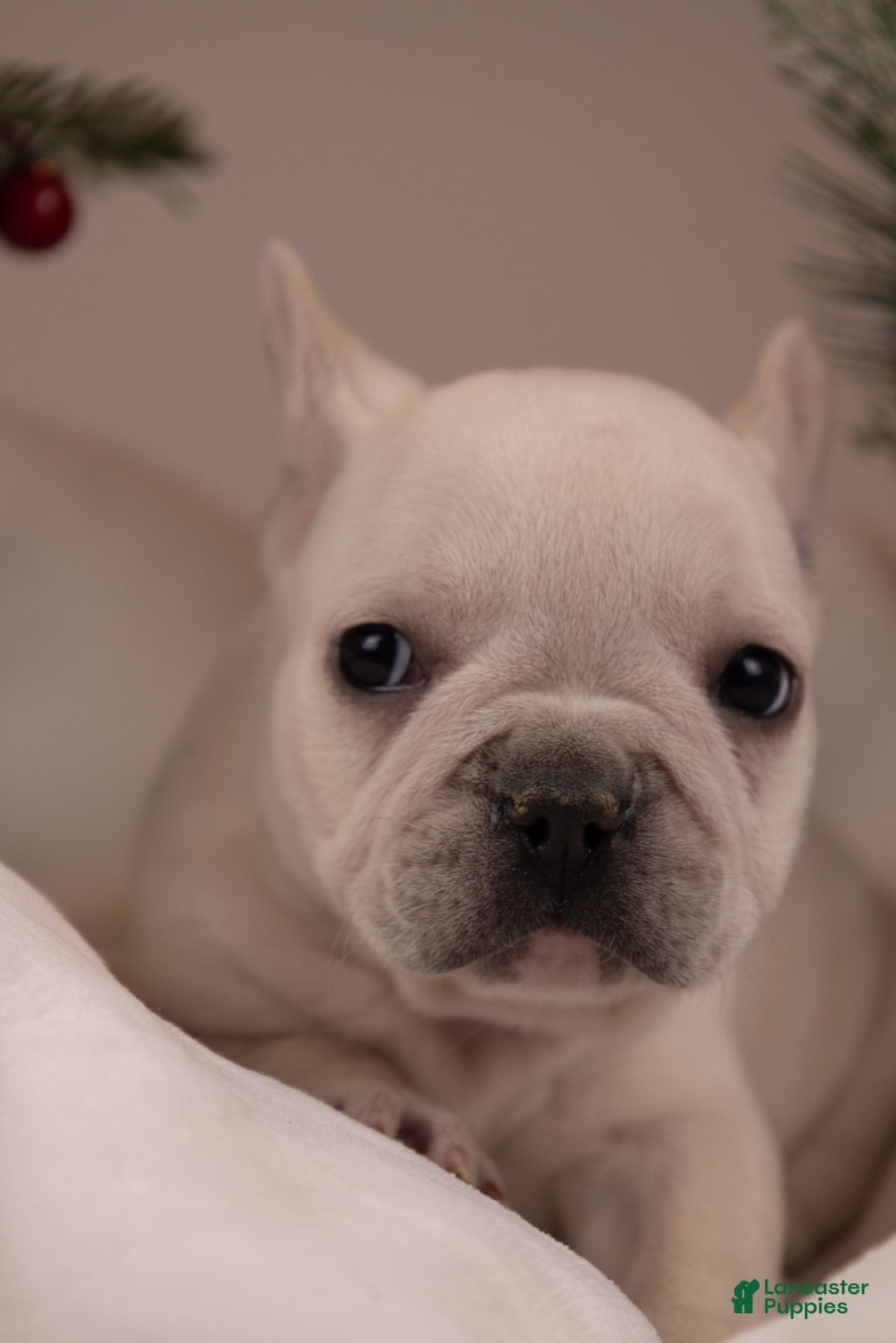 French Bulldog dogs for sale: Bluey - Ad 23