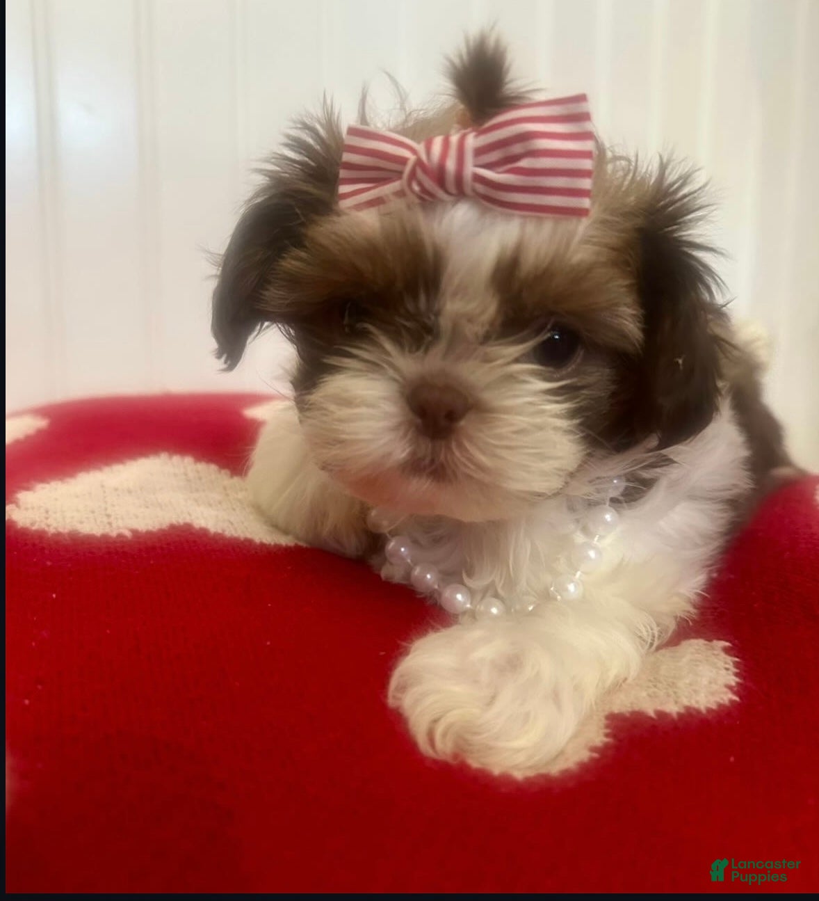 Teddy Bear dogs Teddy Bear Puppy 1 - Ad 1