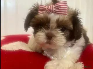 Teddy Bear dogs Teddy Bear Puppy 1 - Ad 1