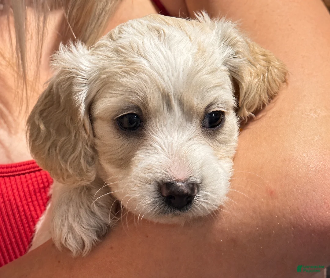 Cockapoo dogs for sale: Charlie - Ad 2