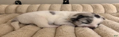Puppy 2