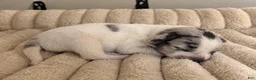 Mixed Breed dogs for sale: Puppy 2 - Ad 1