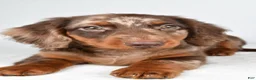 Dachshund dogs for sale: Max - Ad 3