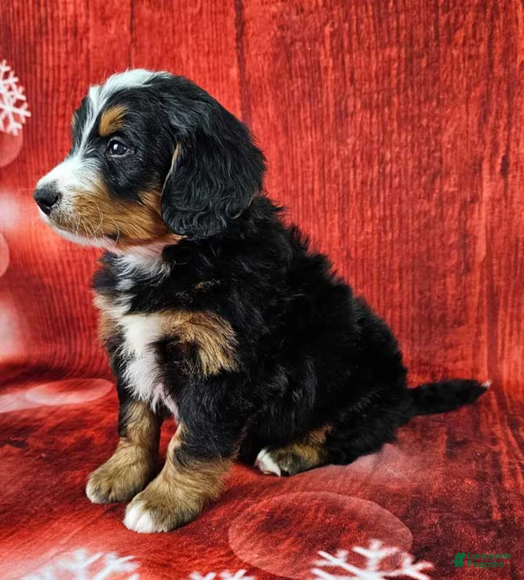 Mini Bernedoodle dogs for sale: Toby - Ad 3